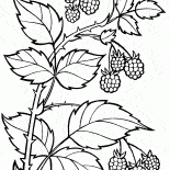A branch of raspberries