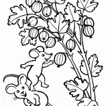 Gooseberry