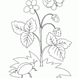 Wild strawberry