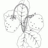 Garden strawberry