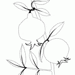 Pomegranate branch