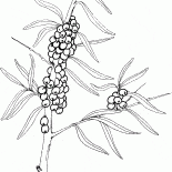 Sea buckthorn
