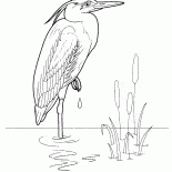 Heron