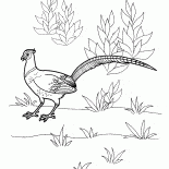 Pheasant