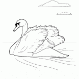 Swan