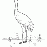 Crane