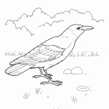 Raven
