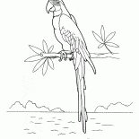 Macaws
