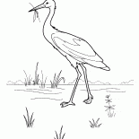 Stork