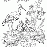 Storks and chicks