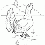 Capercaillie