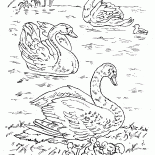 Swans on the lake