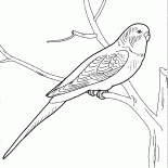 Parrot talker