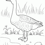 Goose