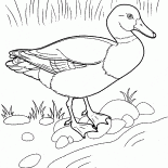 Duck