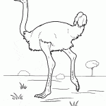 Ostrich