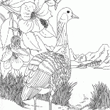 Goose at the lake