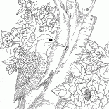Woodpecker in the Forest
