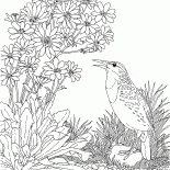 Eurasian skylark