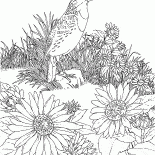 Skylark on the hunting