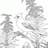 Cardinal