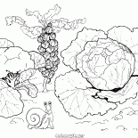 Cabbage