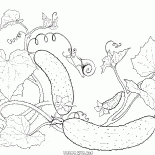 Cucumbers