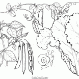 Lettuce, peas and beans