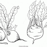 Beets and kohlrabi