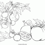 Tomato