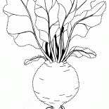 Beet classic