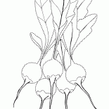Radishes
