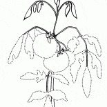 Tomato on the garden bed