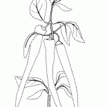 Bitter pepper