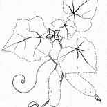Cucumber