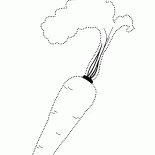 Carrot