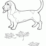 Basset Hound