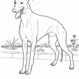 Italian Greyhound