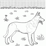 German Shepherd