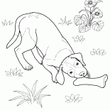 Pointer