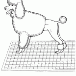 Poodle
