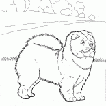 Chow-chow