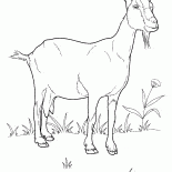 Goat on the Meadow