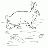 Rabbit on the Meadow