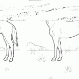 Horse on the Meadow