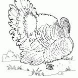 The turkey on a walk