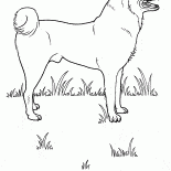 Dog on the meadow