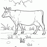Cow on a walk