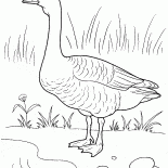 Goose on the shore