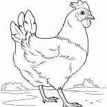 Hen on the Meadow